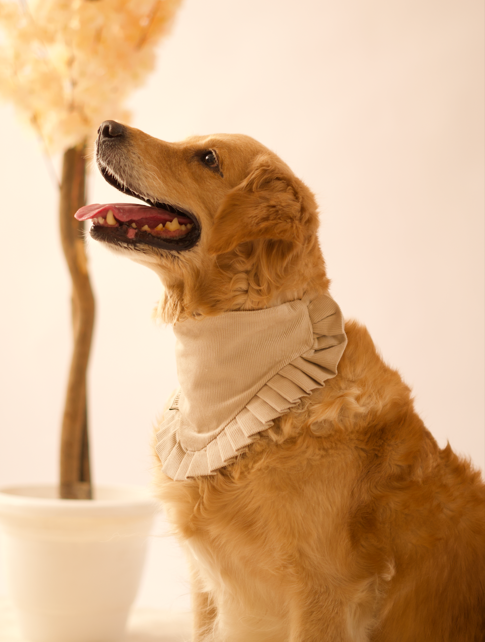 Corduroy Bandana in Cream on a dog – plain