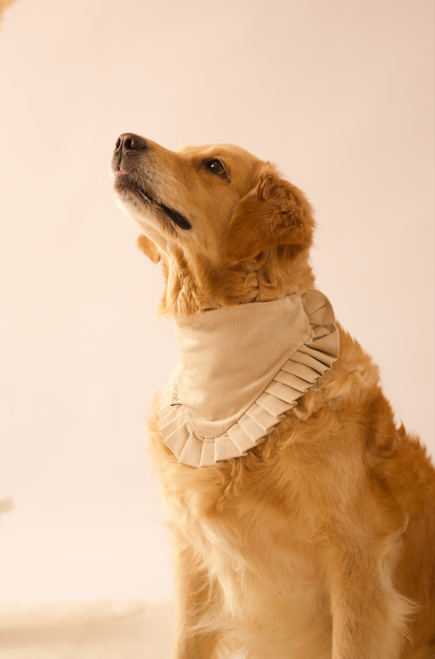 Corduroy Bandana in Cream on a dog – plain, side view